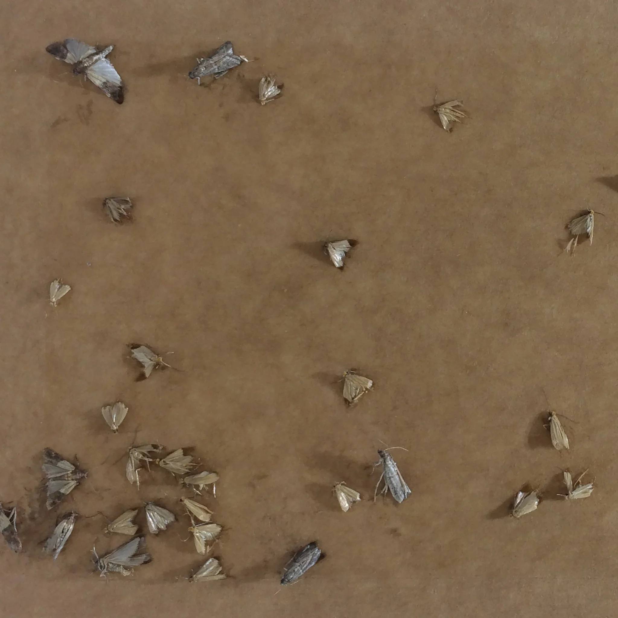 Pheromone Sticky Trap for Clothes Moth - Image 3