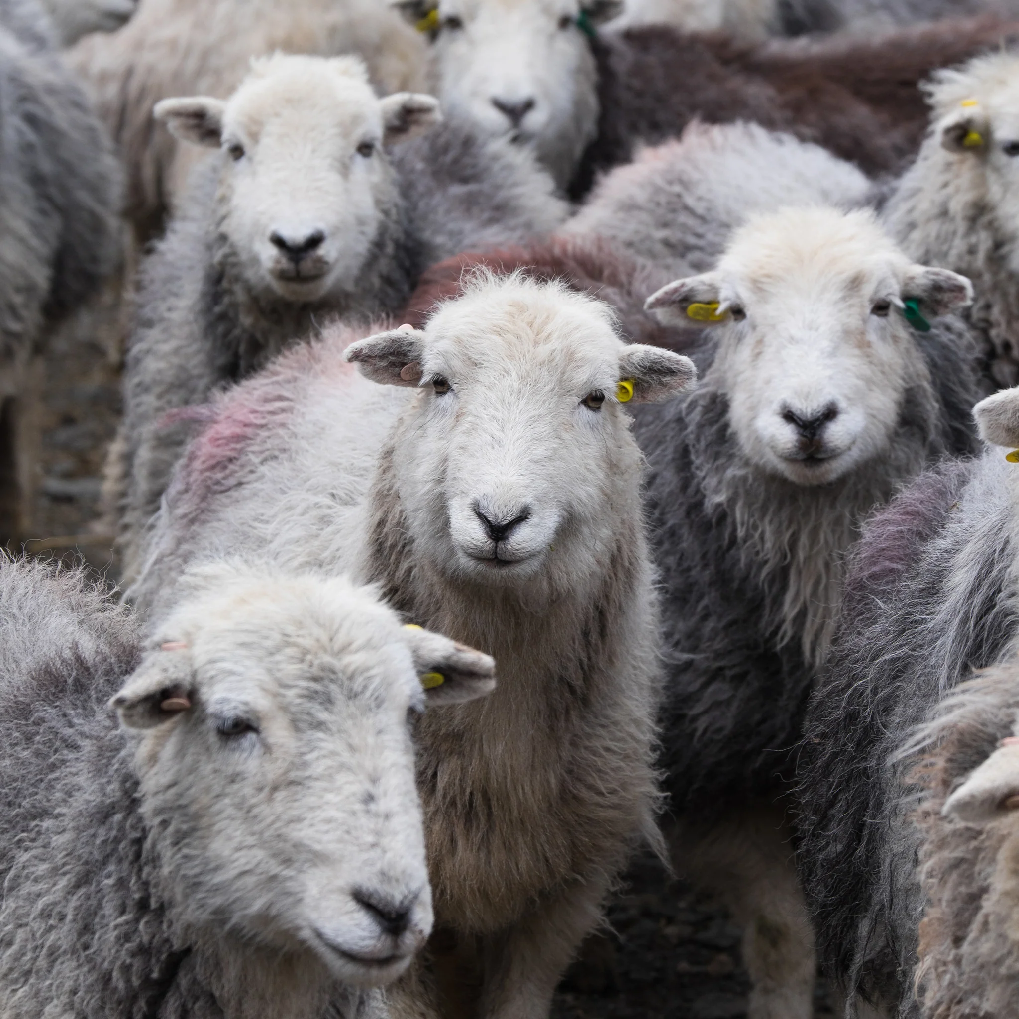 Herdwick Sheep Wool - Image 3