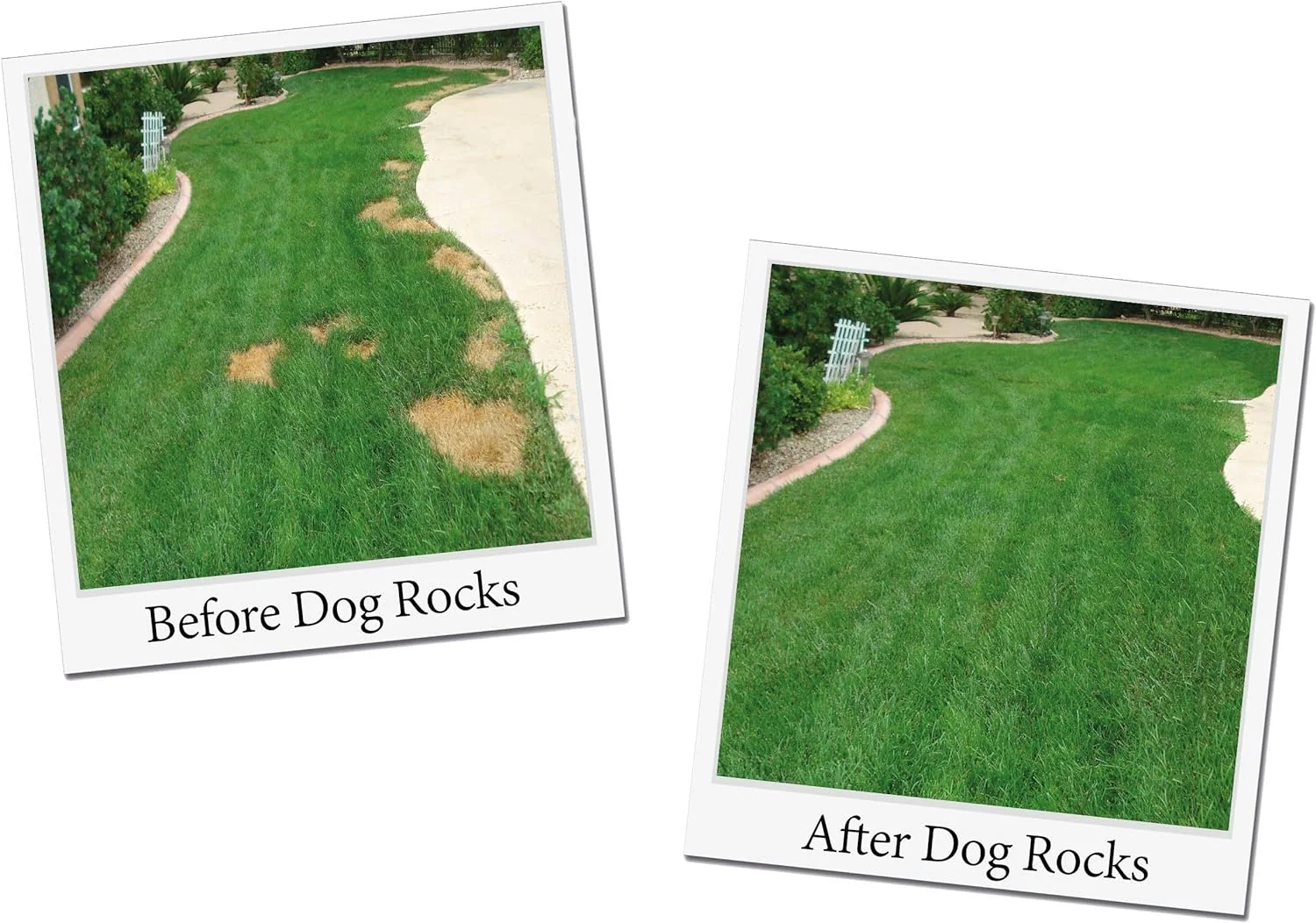 Podium Pet Products Dog Rocks - Image 5