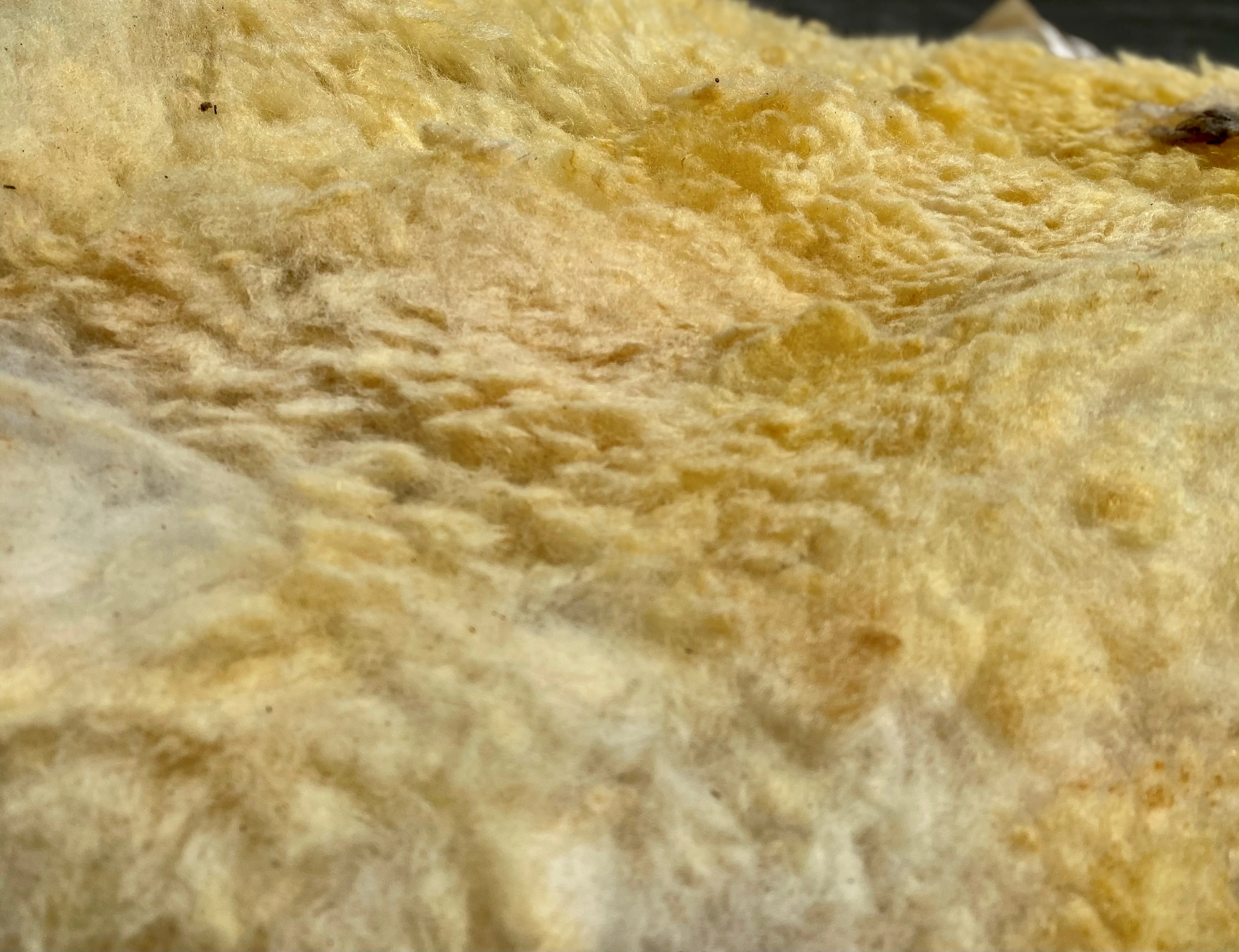 Raw Herdwick Sheep Wool 10kg - Image 6
