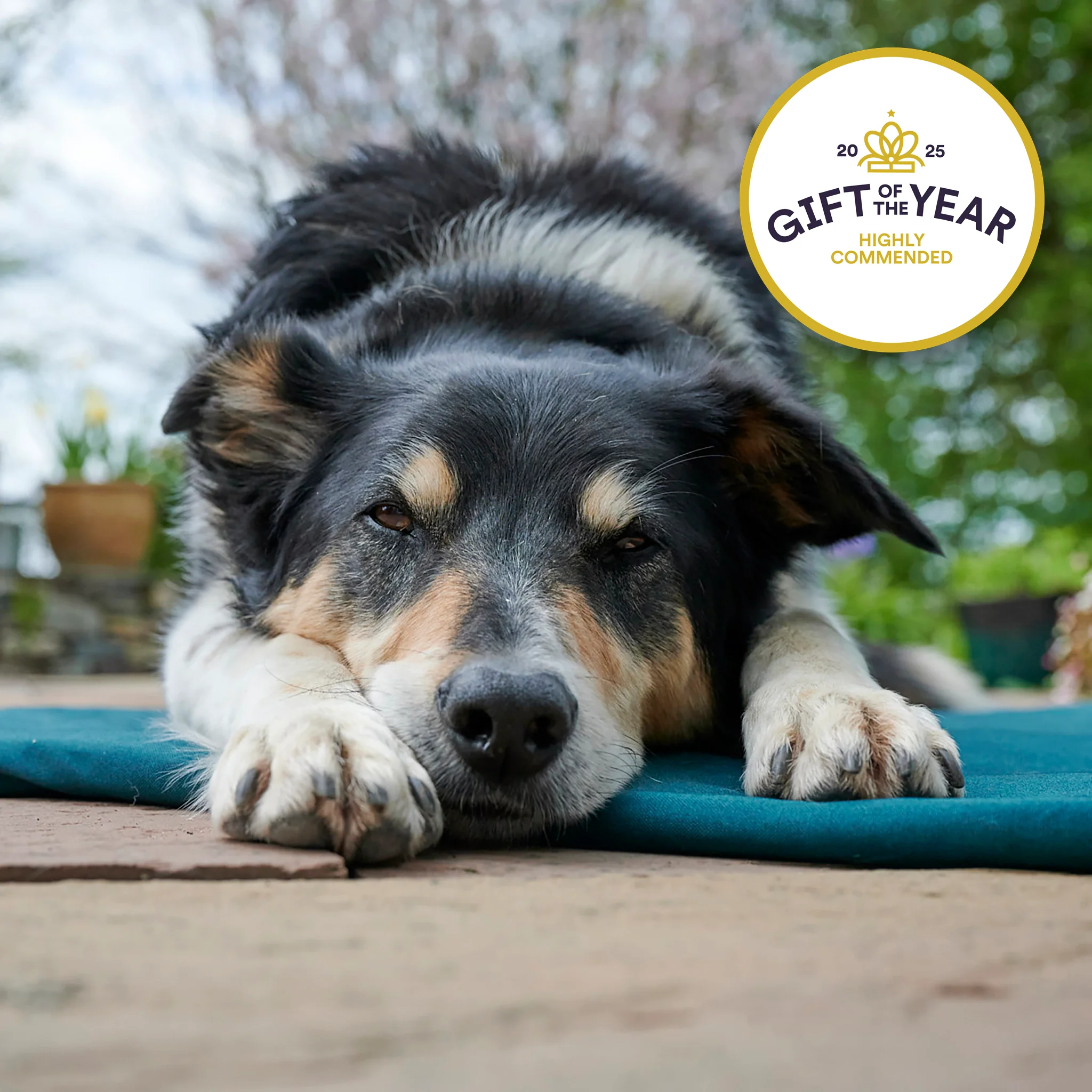 Organic fabric and wool Roll-up Travel Dog Bed - Image 6