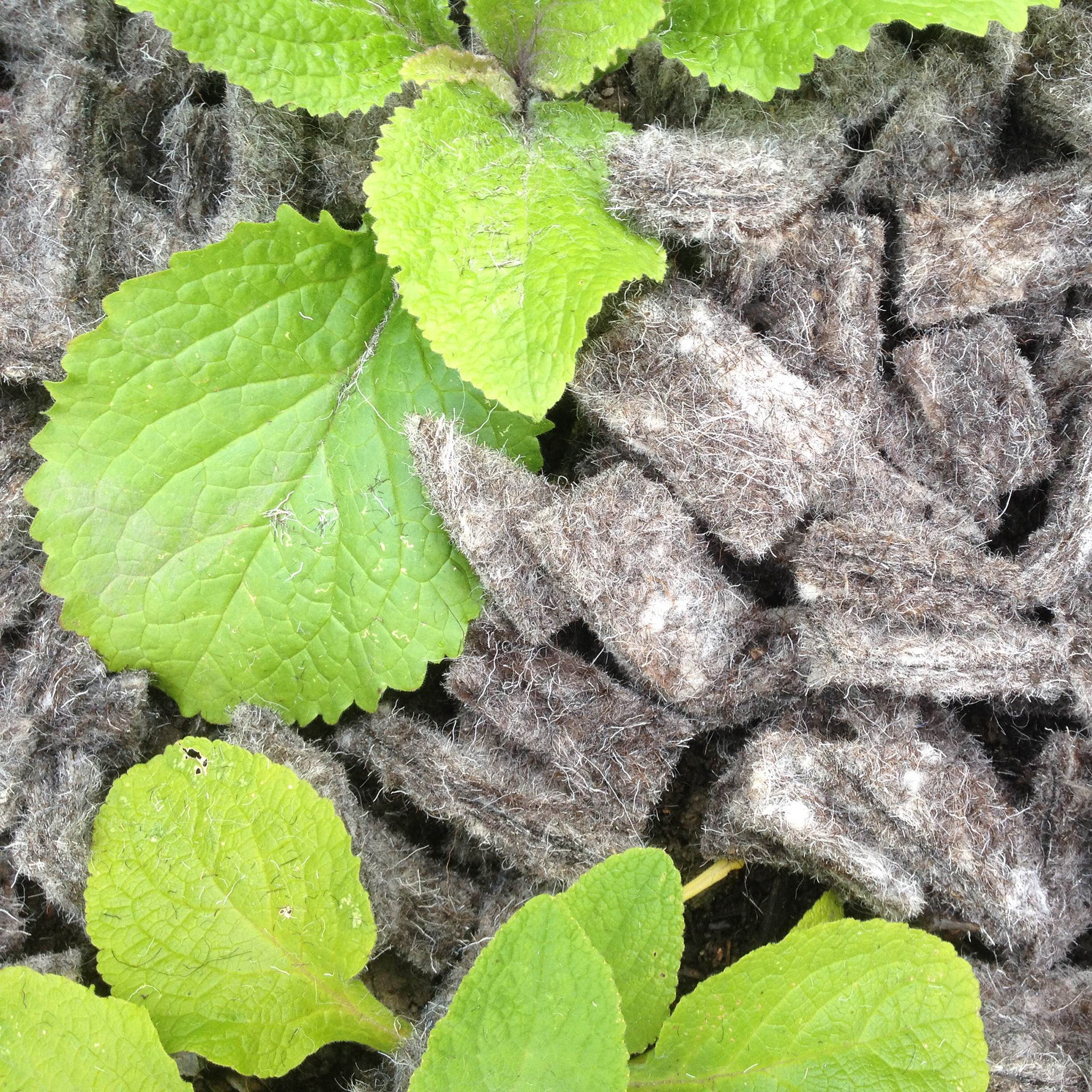 Wool Felt Mulch Shillies - Image 3